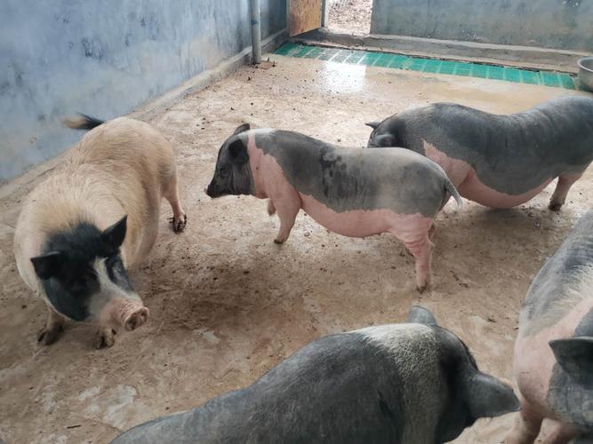 纯种巴马香猪价格巴马香猪出售价格巴马香猪养殖方法