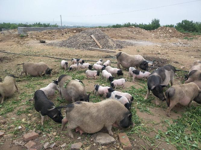 巴马香猪 20-40斤