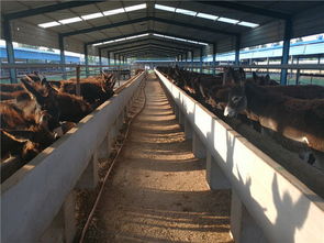 内蒙古自治区发展肉驴养殖业 让牧民养毛驴赚了钱