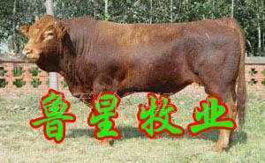 牛羊驴-www.6702067.cn/鲁星牧业_农副产品_世界工厂网中国产品信息库